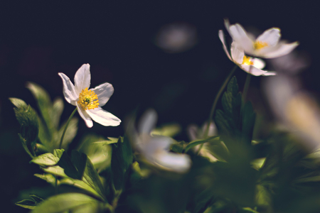 White wood anemone in closup in the forest during spring. Swedenの写真素材