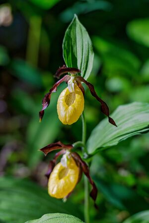 Rare Ladys slipper orchid in its natural habitat in the forests of Roslagen. Swedenの写真素材