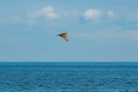 Bird of pray flying away from seagulls over the sea hoizon. Grisslehamn, Sweden