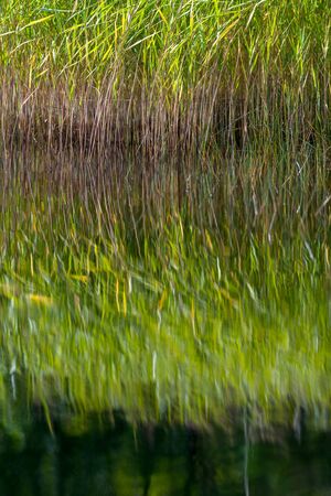 Seagrass reflected in a lake with still water. Vivid green colorsの写真素材