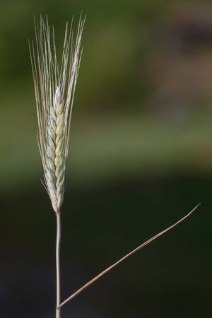 Closeup of one grain crop, detailed view on dark background. Swedenの写真素材