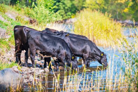 Thirsty livestock creatures drinking water at the river. Lush green area in Sweden.の写真素材