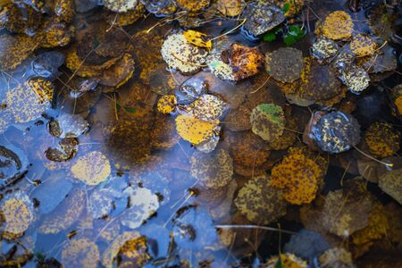 Decaying leaves of aspen in water during autumn. Sweden