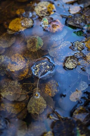 Decaying leaves of aspen in water during autumn. Sweden