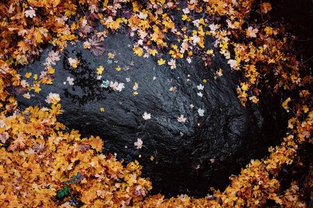 Orange maple leaves on a wet black rock during a light rainfall. Sweden