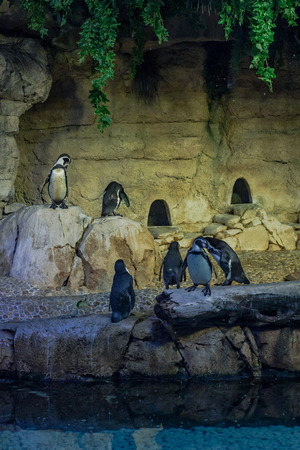 DUBAI, UAE - JAN 20, 2019: Penguins in a area at the the Dubai Aquarium.のeditorial素材