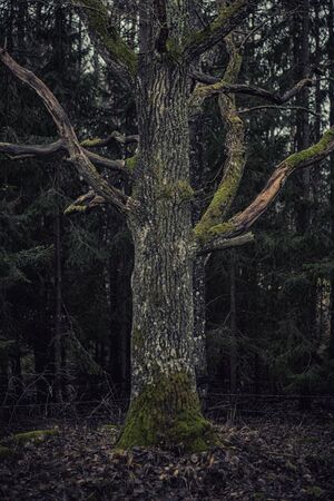 Tree trunk of an old oak tree in a dark forest. Sweden