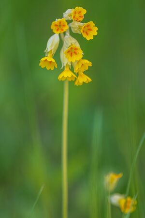 Yellow cowslip flower on green background during early summer. Swedenの写真素材