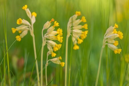 Yellow cowslip flower on green background during early summer. Swedenの写真素材