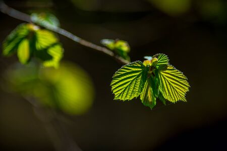 Fresh green vibrant leafs in backlight during spring. Swedenの写真素材