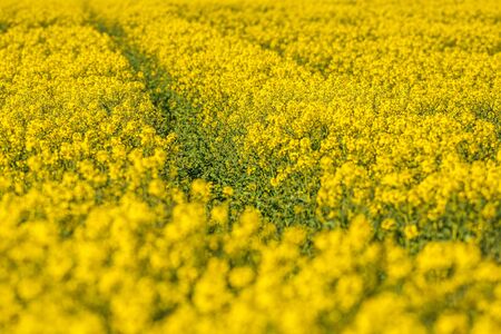 Yellow rape seed field during early summerの写真素材