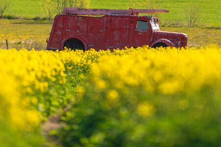 Red obsolete firetruck with ladder in a yellow rape seed field during early summer.の写真素材