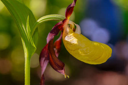 Wild Lady Slipper Orchid, closeup. Swedenの写真素材