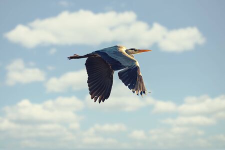 Grey heron passing by on a blue sky during early summer. Swedenの写真素材