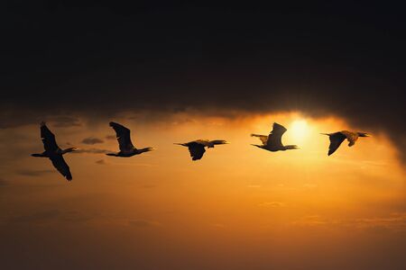 Cormorants Phalacrocorax carbo flying in a formation against the sunset sky. Sweden.の写真素材