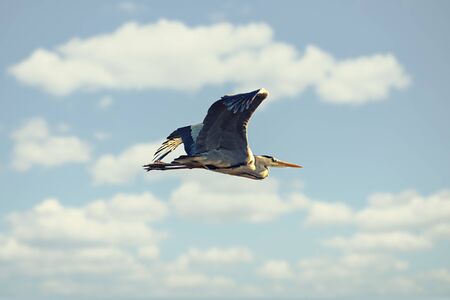 Grey heron passing by on a blue sky during early summer. Sweden