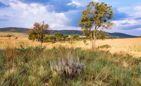 African bush after summer rainの写真素材