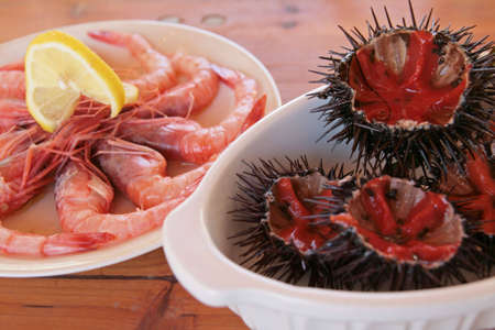 Raw sea urchins and shrimpsの写真素材