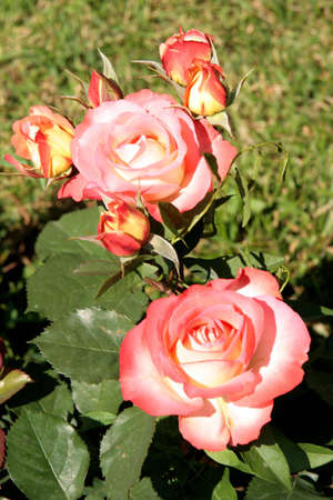 Cultivated pink and white roses in a rose garden, with open flowers and budsの写真素材