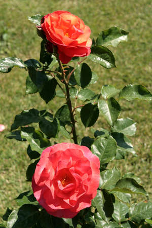 Red roses in a rose gardenの写真素材