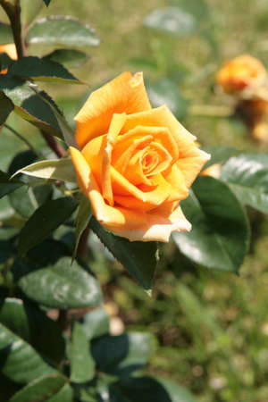 Yellow rose in a rose garden with blurred rosebuds in the backgroundの写真素材
