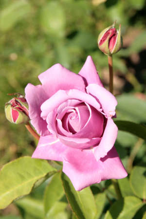 Violet rose in a rose garden, with open flower and budsの写真素材