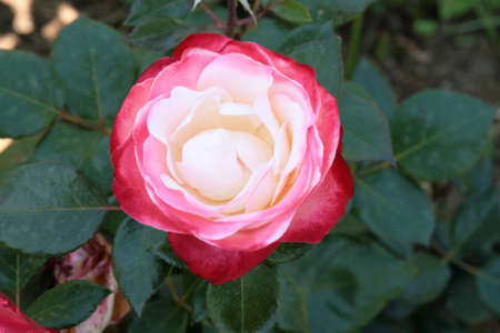 Red/white rose in a rose garden, landscape orientationの写真素材