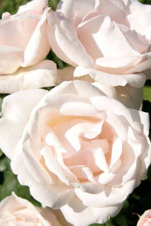Closeup of a group of white roses in a rose gardenの写真素材