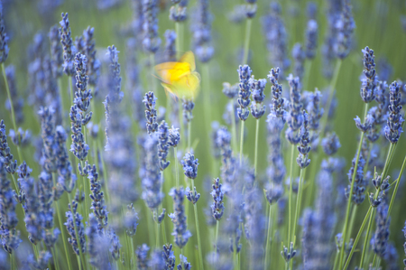 yellow butterfly while flapping its wings on lavender flowersの写真素材