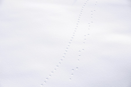in the soft snow the forest animals have left their small footprintsの写真素材