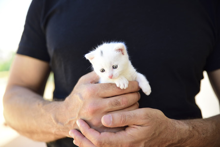tender and fluffy white kitten is safe in the hands of his master