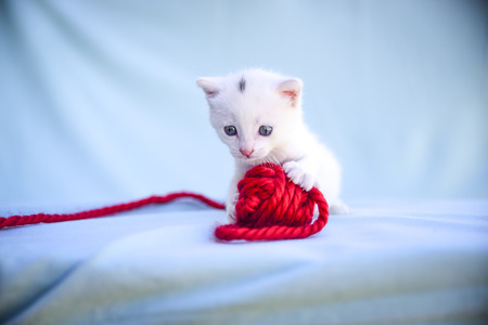 lovable and fluffy white kitten plays with a ball of red woolの写真素材