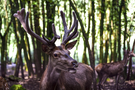 Deer among the trees of the Mediterranean forestの写真素材