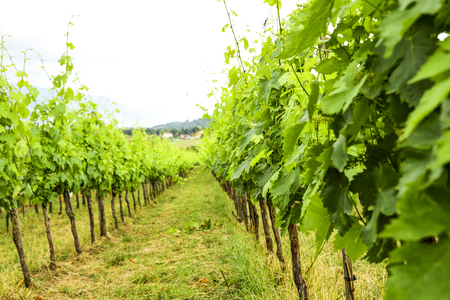 Merlot and Sangiovese vineyard in the Italian countryside. Umbria, Italyの写真素材