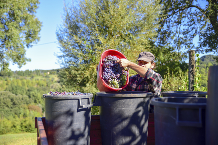 Grape harvest: Wine press with white must and helical screw