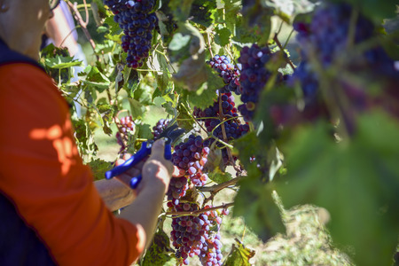 farmers at work in the Italian vineyards collect grapes for the production of wine