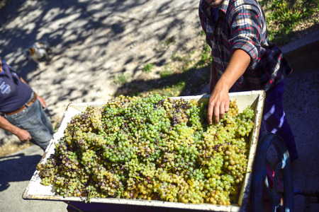 harvest, peasants pour the grapes into the press to produce the must that will become wineの写真素材