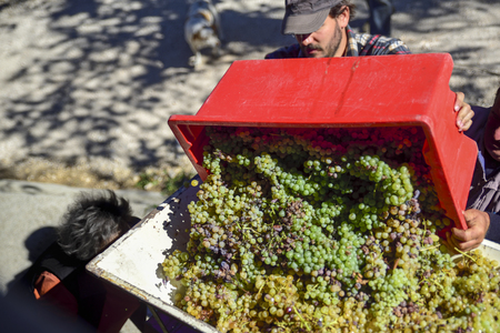 harvest, peasants pour the grapes into the press to produce the must that will become wineの写真素材