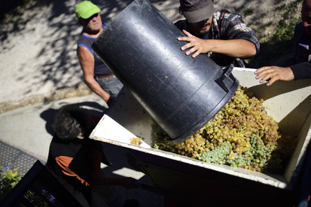 harvest, peasants pour the grapes into the press to produce the must that will become wine
