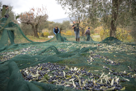 Italy. Farmers at work in harvesting olives in the countrysideの写真素材