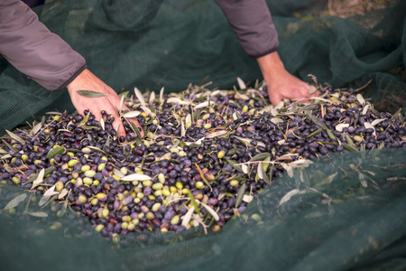 Italy. Farmers at work in harvesting olives in the countrysideの写真素材