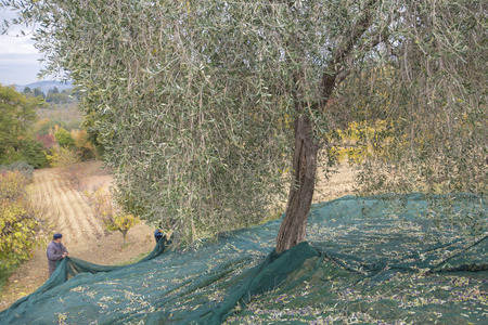 Italy. Farmers at work in harvesting olives in the countrysideの写真素材