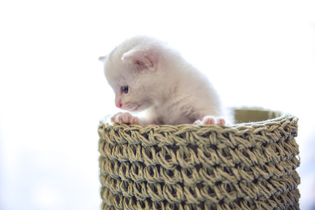 tender and fluffy white kitten inside the wicker basketの写真素材
