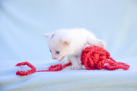 lovable and fluffy white kitten plays with a ball of red woolの写真素材