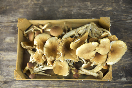 mushrooms collected in the wood of poplar trees on wooden tableの写真素材