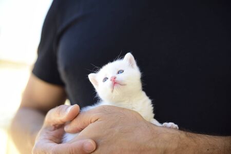 tender and fluffy white kitten is safe in the hands of his masterの写真素材