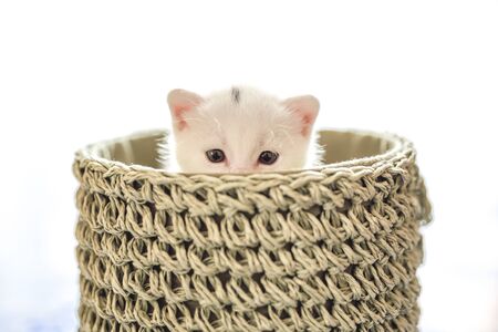 tender and fluffy white kitten inside the wicker basketの写真素材