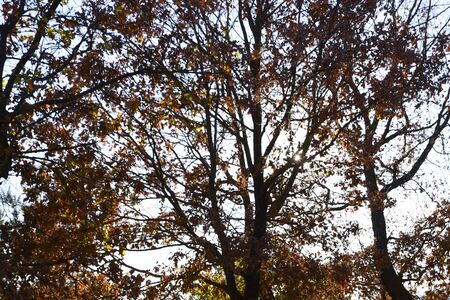 tree fronds in autumn crossed by sunlight
