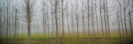 forest of bare trees in the fog
