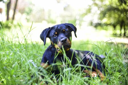 cute rottweiler puppy lying on the grassの写真素材